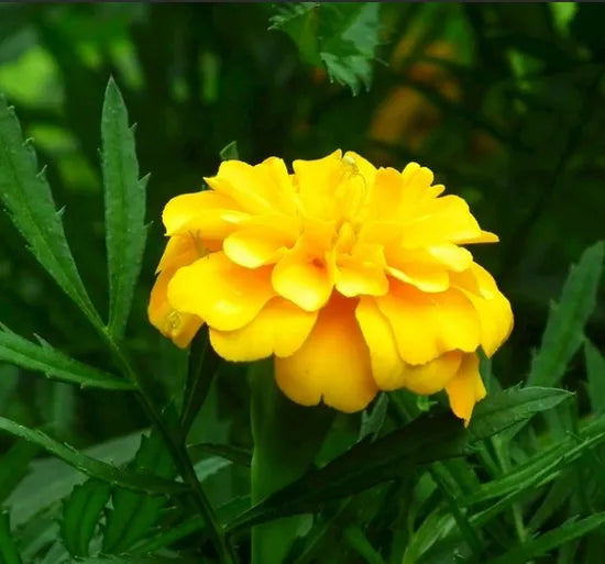 Light Loving Marigold Yellow Tall Marigold Flower – Heirloom, Non-GMO, High Germination Organic Garden Seeds