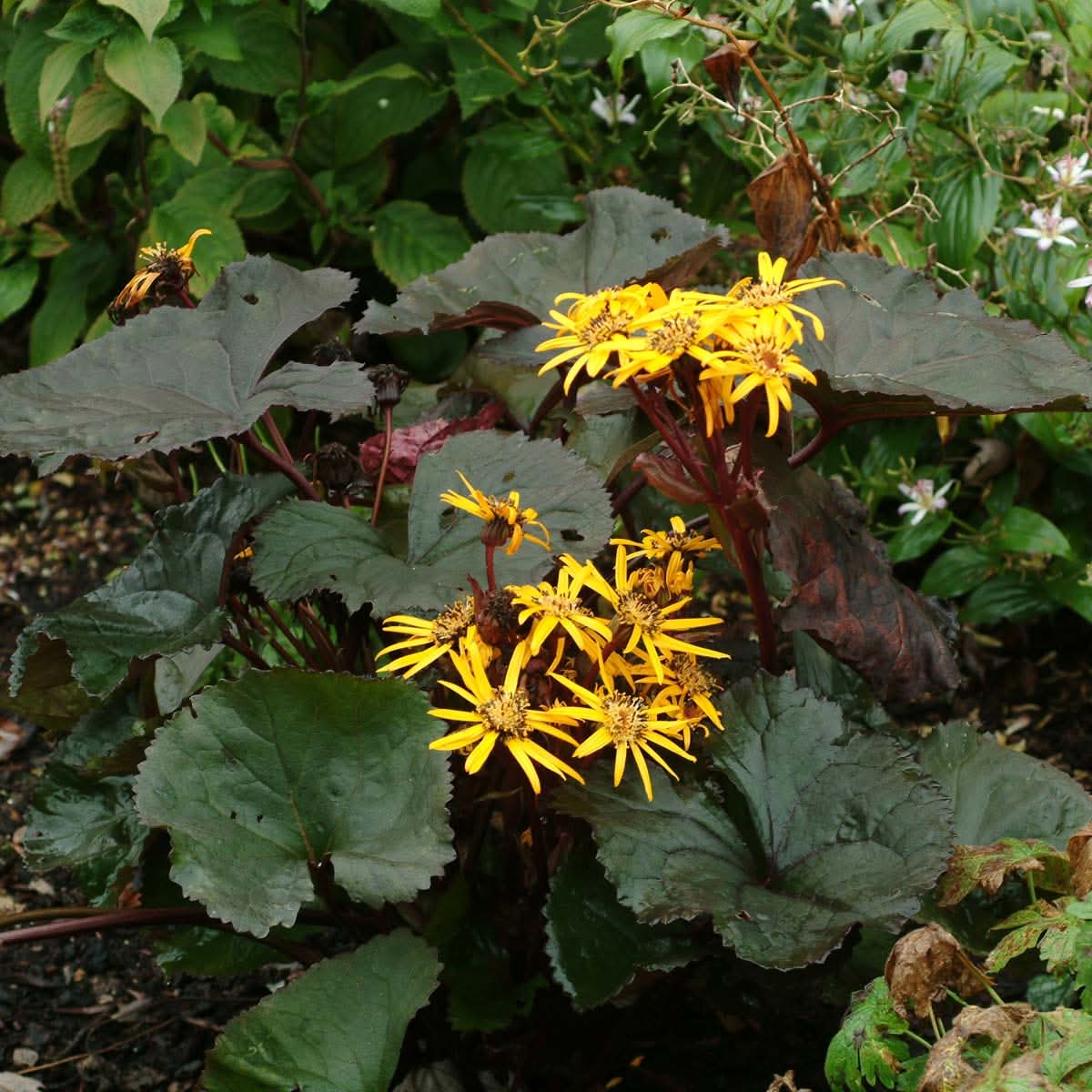 Heirloom Non-GMO Britt-Marie Crawford Flower Seeds for Planting – Bold Foliage and Garden Blooms - Non-GMO for planting in home garden