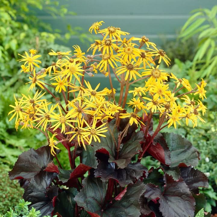 Britt-Marie Crawford Flower Seeds for Planting – Bold Foliage and Garden Blooms