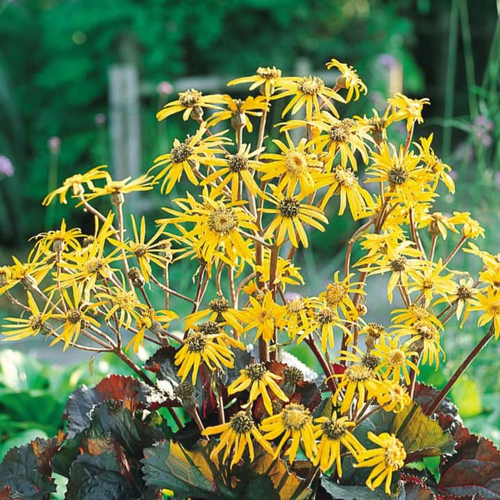 Britt-Marie Crawford Flower Seeds for Planting – Bold Foliage and Garden Blooms