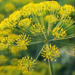 Like Moist Soil Dill For Sowing heirloom non-gmo organic garden seeds