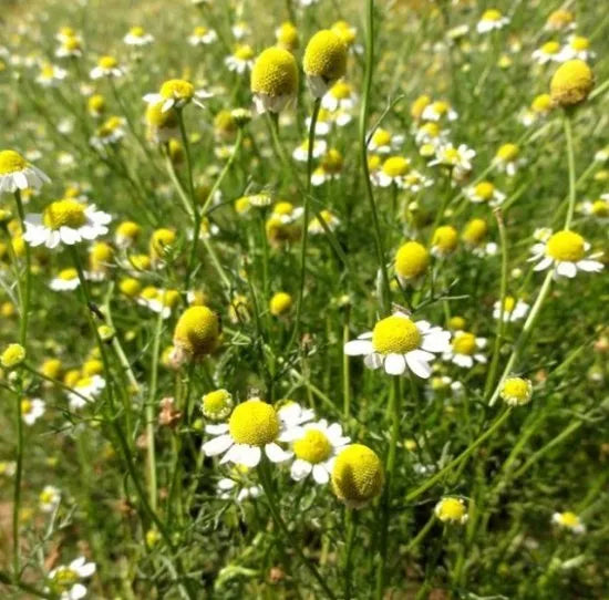 Like Warmth Humidity Perennial Herb Chamomile Noble For Sowing heirloom non-gmo organic garden seeds