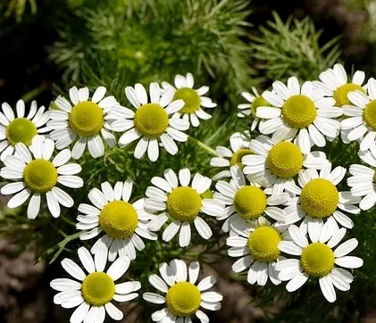 Like Warmth Humidity Perennial Herb Chamomile Noble For Sowing – Heirloom, Non-GMO, High Germination Organic Garden Seeds