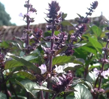 Likes Warm Climate Garden Flower Ocimum Gratissimum African Basil Aromatic Flower heirloom non-gmo organic garden seeds