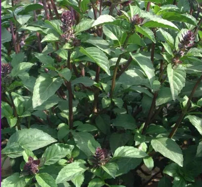 Likes Warm Climate Garden Flower Ocimum Gratissimum African Basil Aromatic Flower – Heirloom, Non-GMO, High Germination Organic Garden Seeds