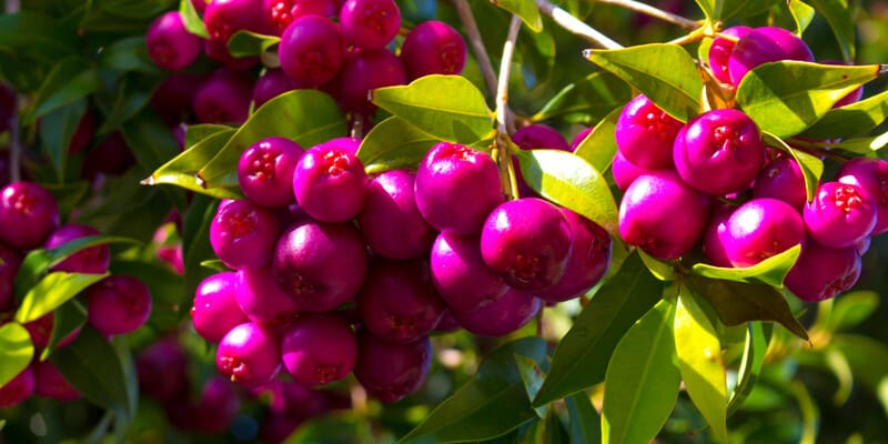 Lilly Pilly (Syzygium luehmannii)