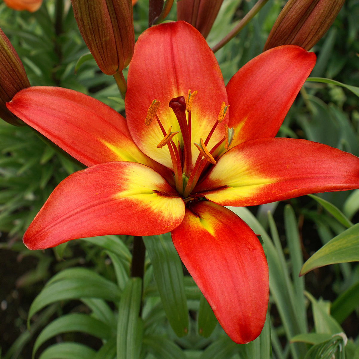 Yellow Red Lilium Flower Seeds for Garden - 100 pcs