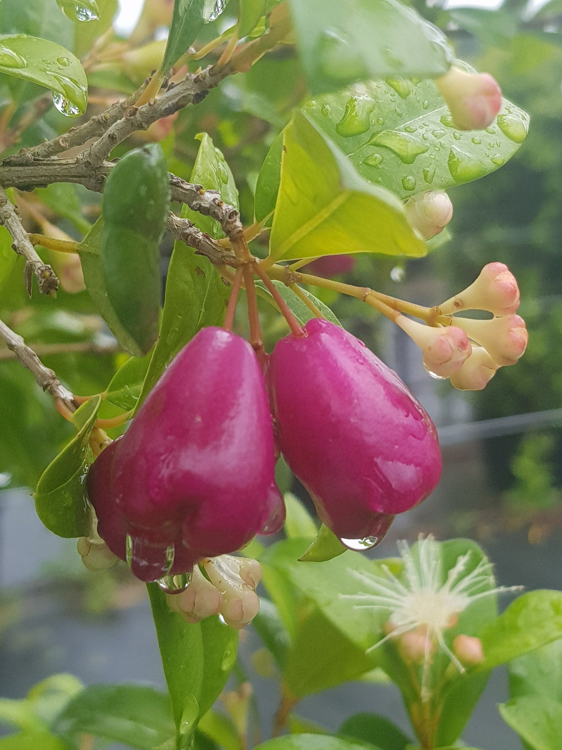 Lilly Pilly (Syzygium luehmannii)