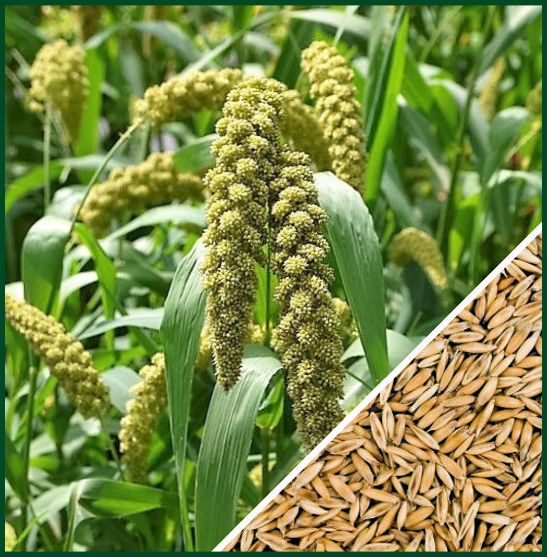 Lime Light Spray Millet Ornamental Grass Seed