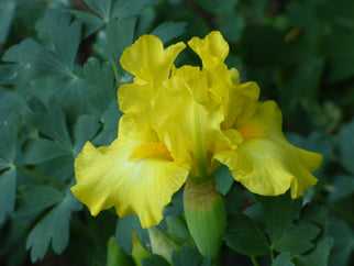 Limonada Intermediate Iris