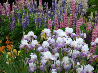 Linda Nelson Tall Bearded Iris