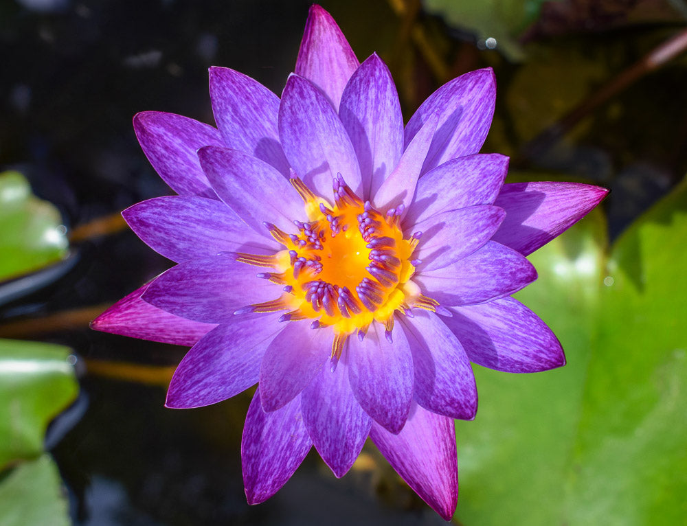 Waterlily Lyndsey Woods (Tropical Water Lilly)