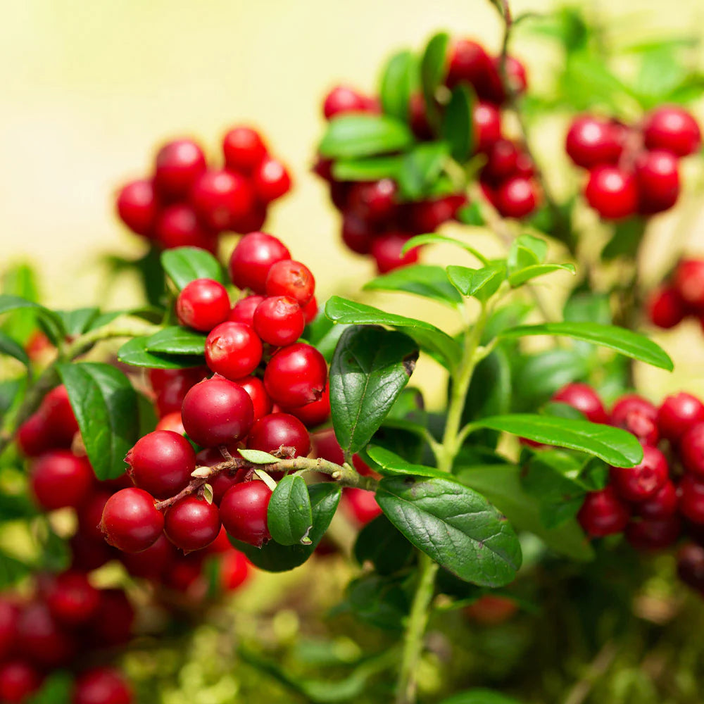 Lingonberry Seeds