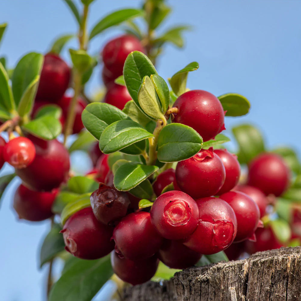 Lingonberry Seeds