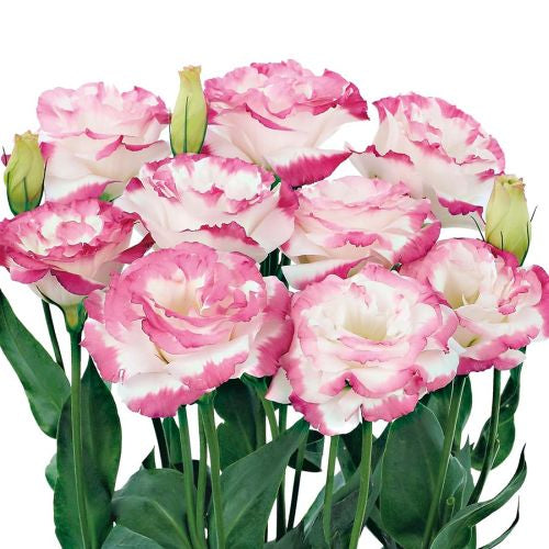 Lisianthus Aube Rose Picotee Hybrid Pelleted Imported heirloom non-gmo organic garden seeds