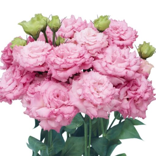 Lisianthus Bon Voyage Rose Pelleted Imported heirloom non-gmo organic garden seeds