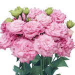 Lisianthus Bon Voyage Rose Pelleted Imported heirloom non-gmo organic garden seeds