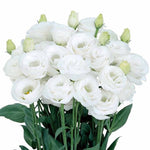 Lisianthus Rosita Pure White F1 Imported heirloom non-gmo organic garden seeds