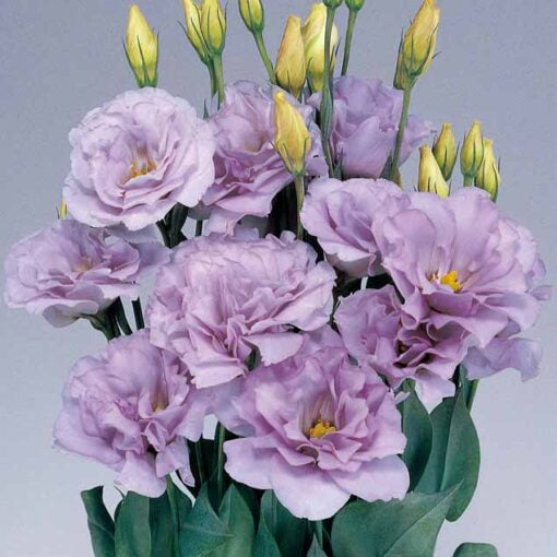 Lisianthus Mariachi Lavender F1 Imported heirloom non-gmo organic garden seeds