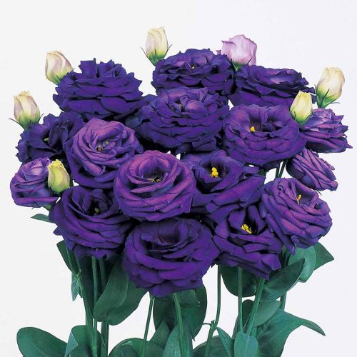 Lisianthus Rosita Blue Hybrid Imported heirloom non-gmo organic garden seeds