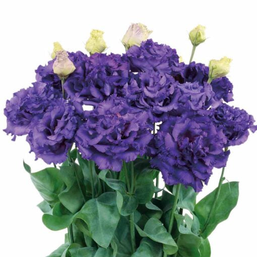 Lisianthus Voyage Blue Ver . Pelleted Imported heirloom non-gmo organic garden seeds