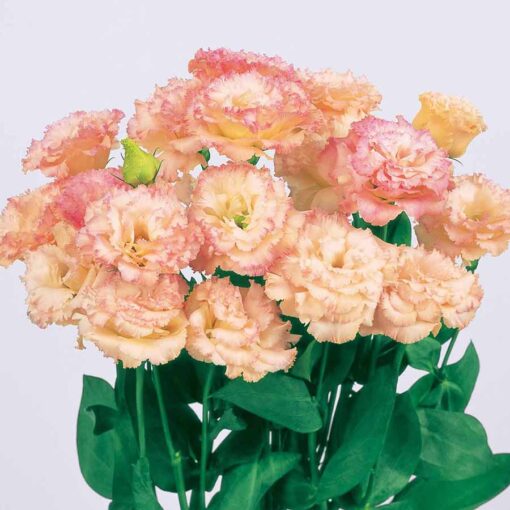 Lisianthus Voyage Champagne Hybrid Pelleted Imported heirloom non-gmo organic garden seeds