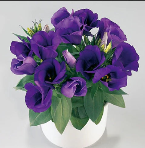 Lisianthus Julietta Blue F1 Hybrid Imported heirloom non-gmo organic garden seeds