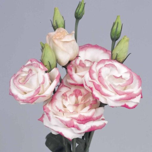 Lisianthus Rosita Hot Lips F1 Imported heirloom non-gmo organic garden seeds