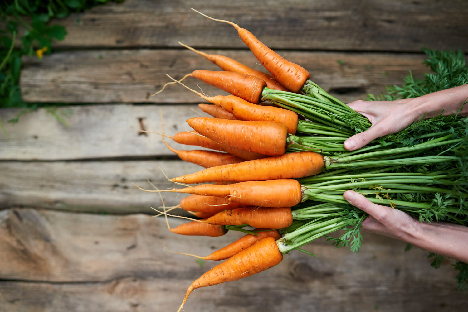 Little Finger Carrot Seeds | Small Sweet Baby Carrots – Heirloom, Non-GMO, High Germination Organic Garden Seeds