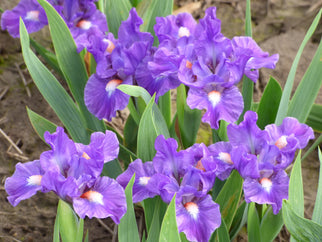 Little Legacy Dwarf Iris