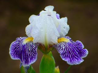 Little White Tiger Intermediate Iris