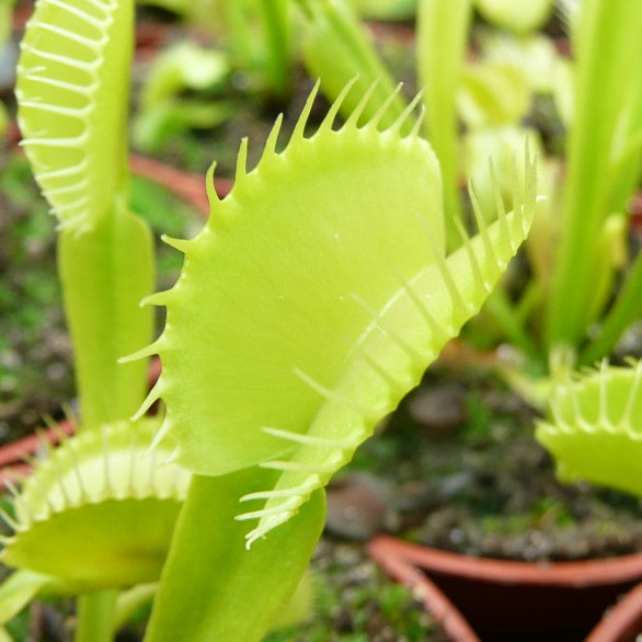 Live Dionaea muscipula plant, full sun carnivorous plant for windowsill
