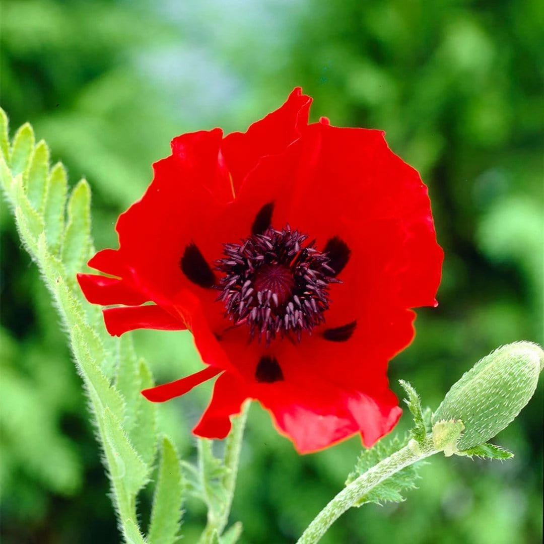 Papaver orientale Roots - Beauty of Livermere