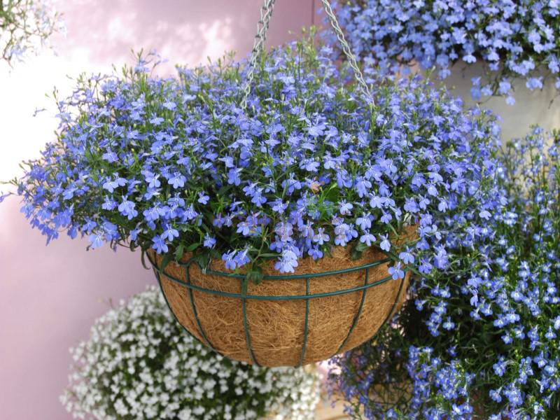 Lobelia Lobelia Erinus Flower Seeds for Planting in Hanging Baskets and Vertical Garden Spaces