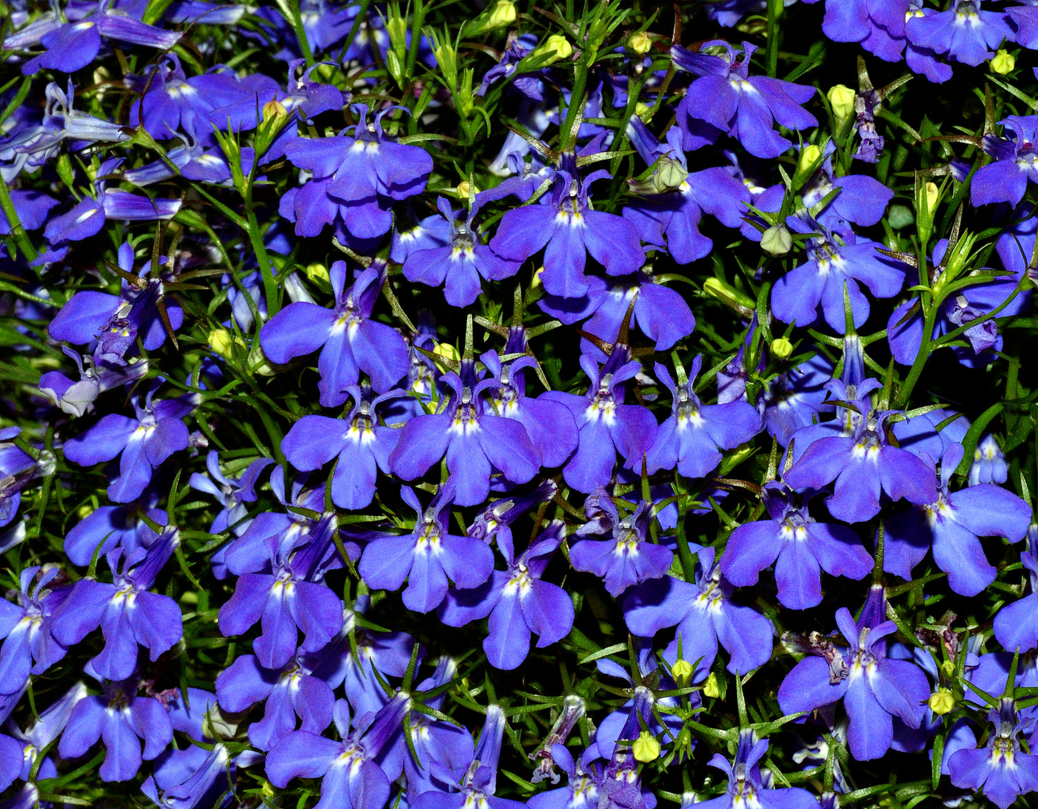 Trailing Sapphire Lobelia