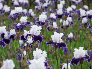 Local Ocean Tall Bearded Iris