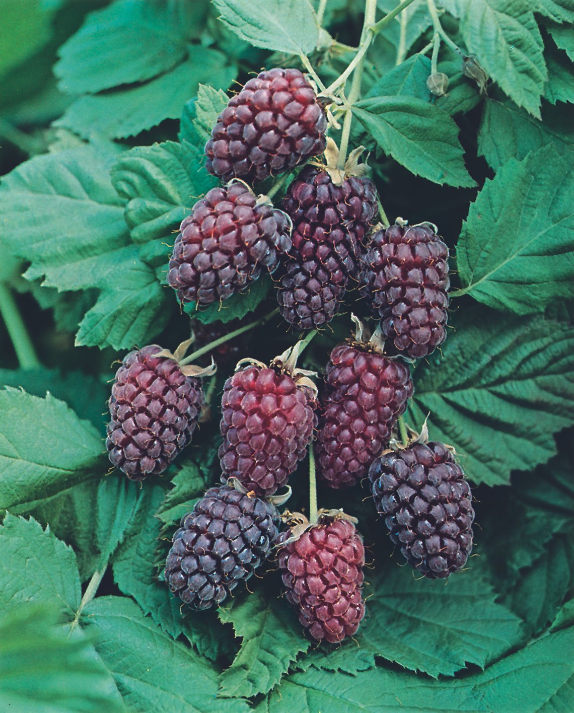 Loganberry (Rubus × loganobaccus)