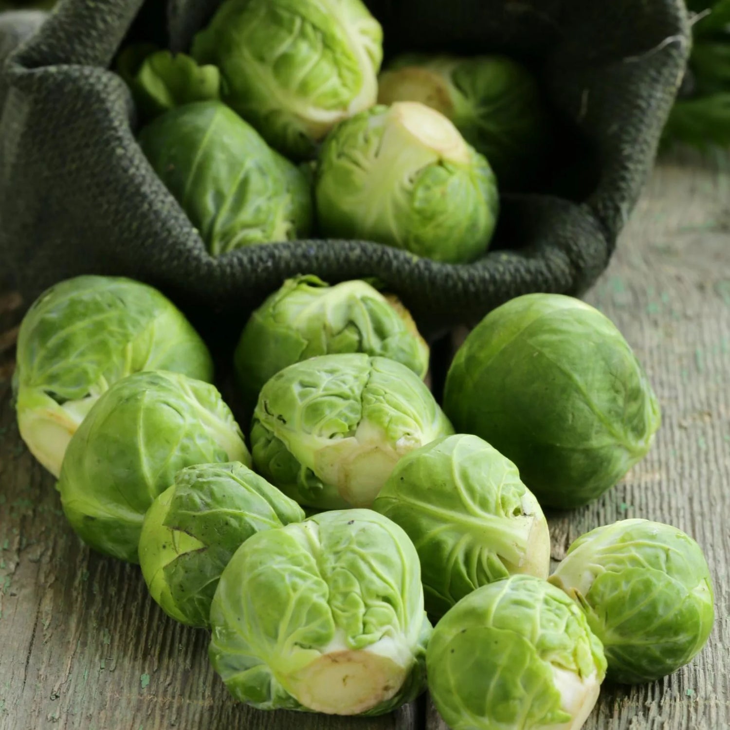 Green Crispum Vegetable Seeds for Planting heirloom & Non-GMO Seeds