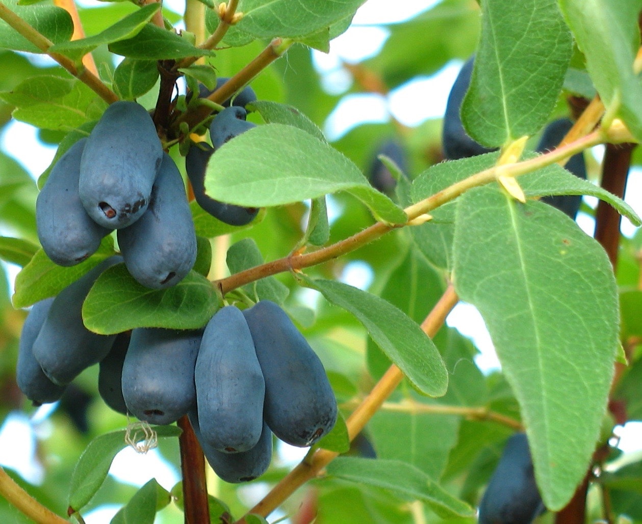 Lonicera Borealis Honeyberry Seeds