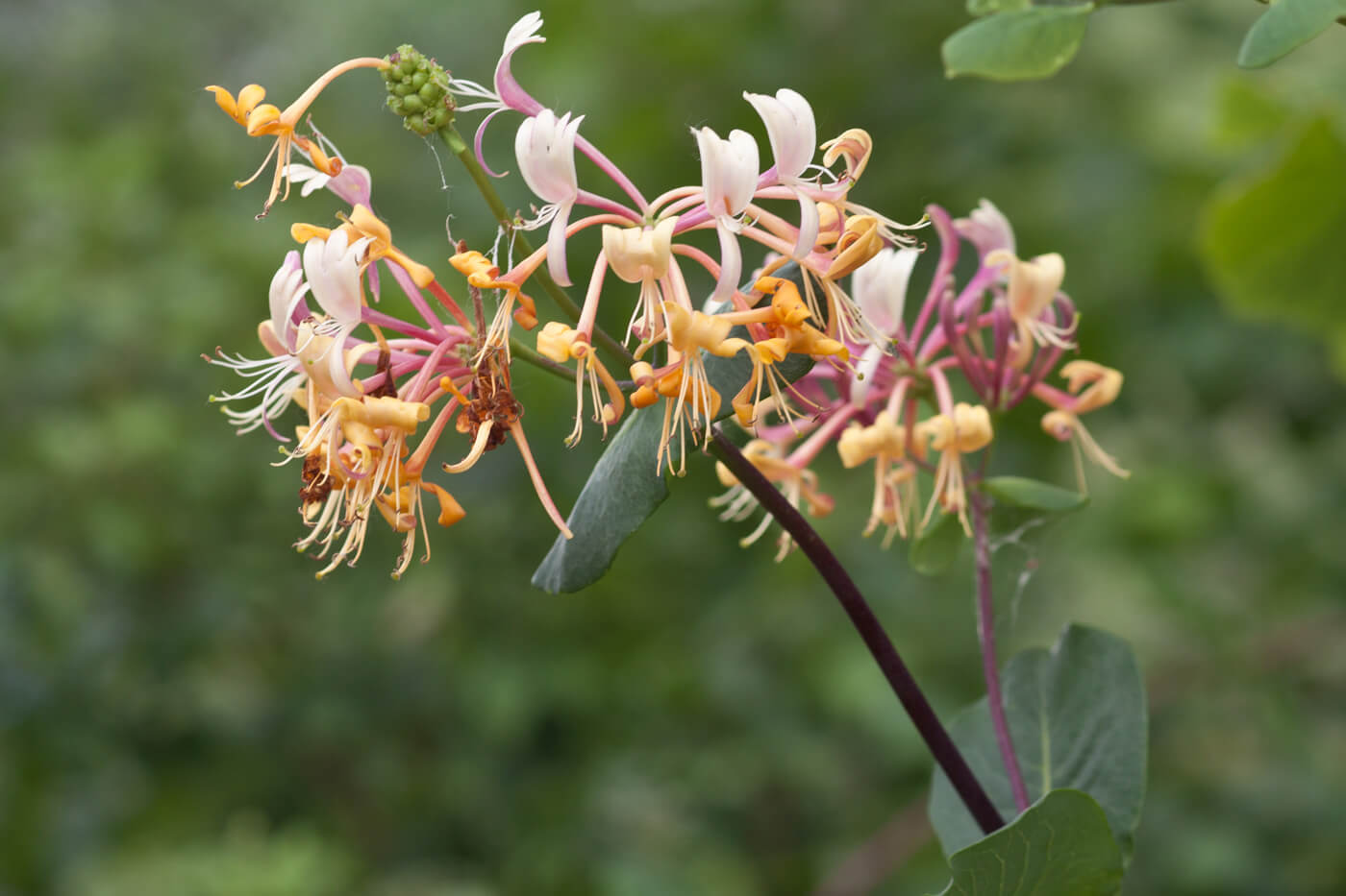 Red Honeysuckle Live Plant