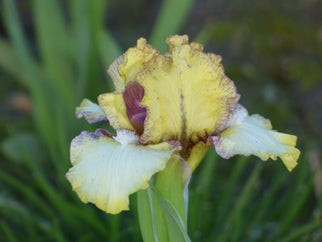 Look Inside Dwarf Iris