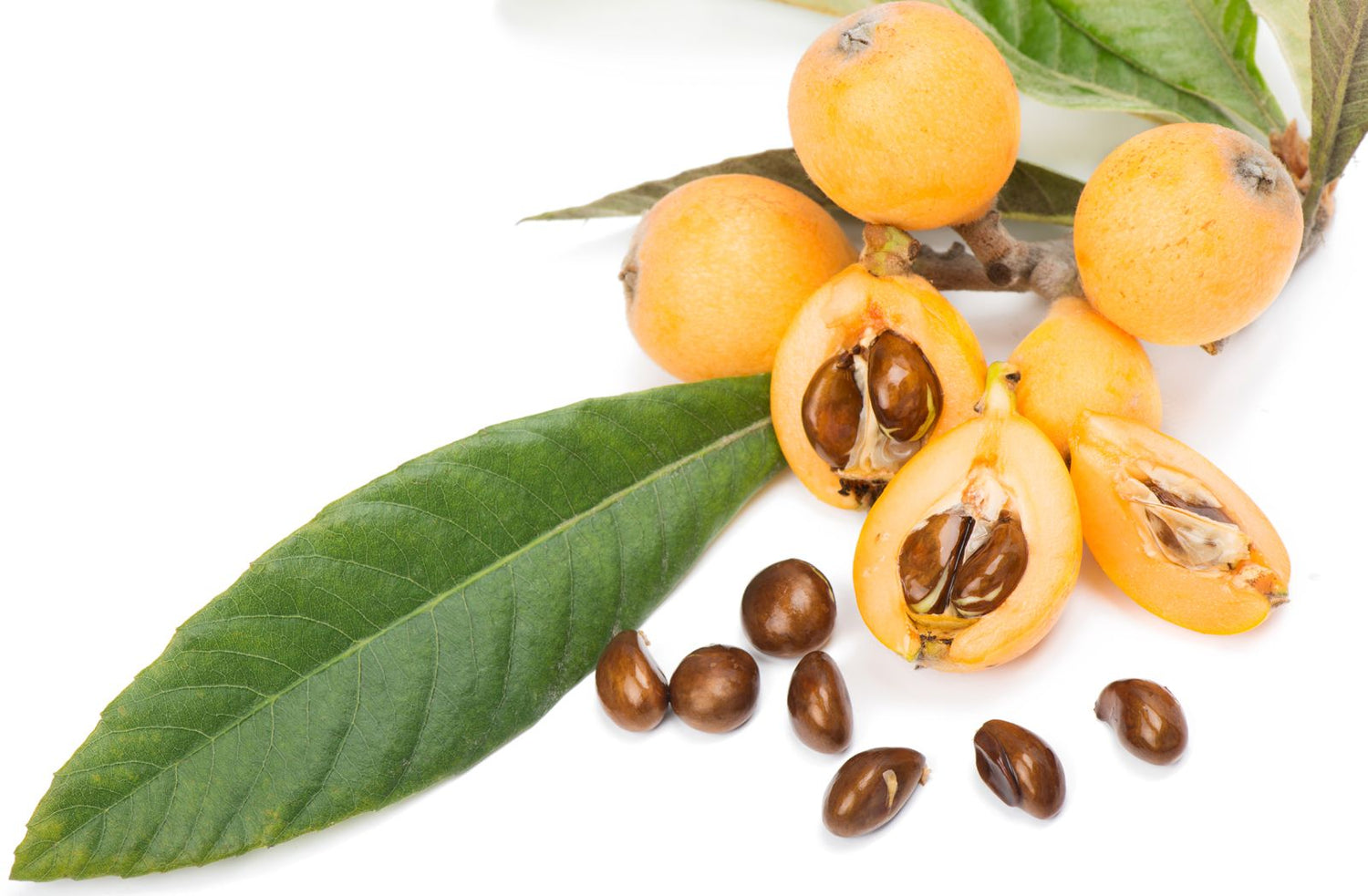 Loquat Fruit Tree Seeds