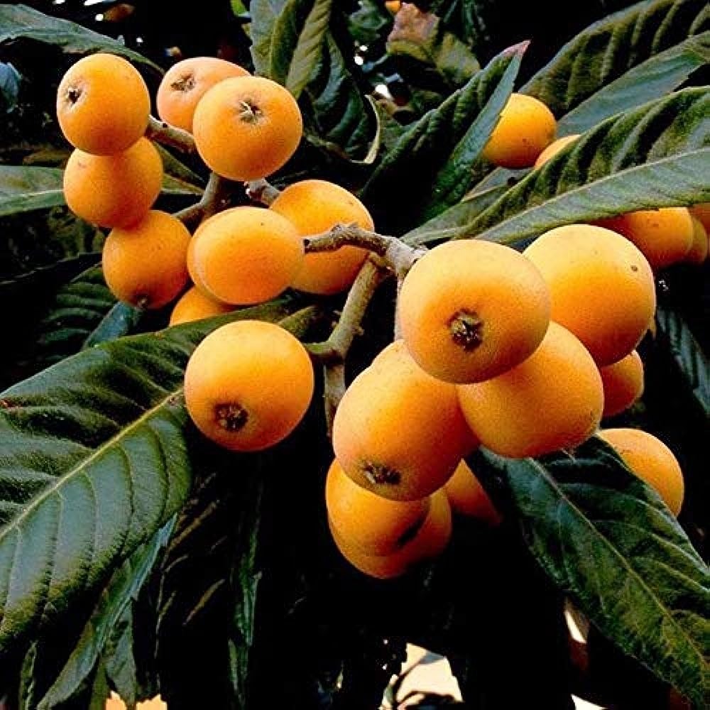 Loquat Fruit (Eriobotrya japonica)