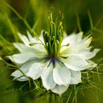 White Autumn Flower Seeds for Planting - 100 seeds for planting in home garden
