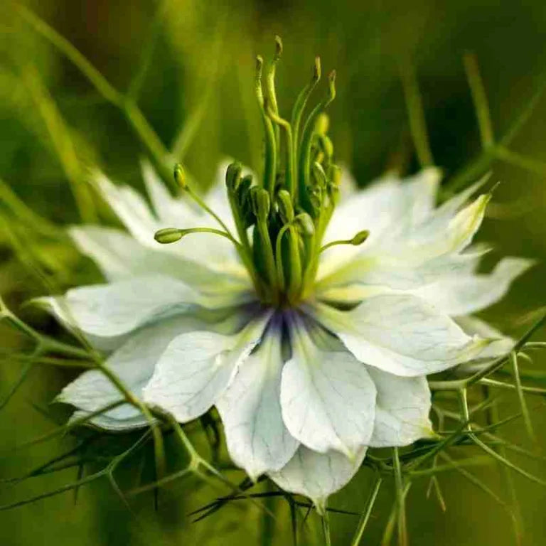 White Autumn Flower Seeds for Planting - 100 seeds for planting in home garden