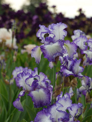 Lovely Cruise Tall Bearded Iris