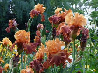 Lovely Senorita Tall Bearded Iris