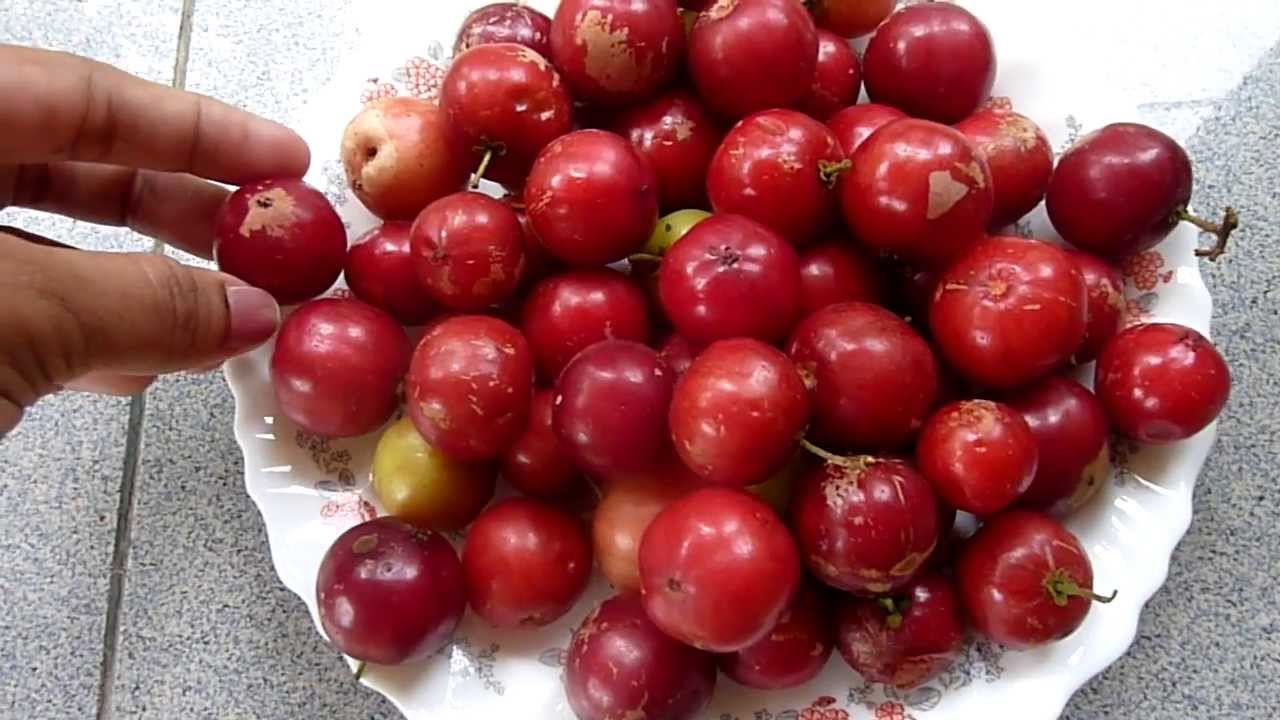 Lovi-Lovi Fruit (Flacourtia inermis)