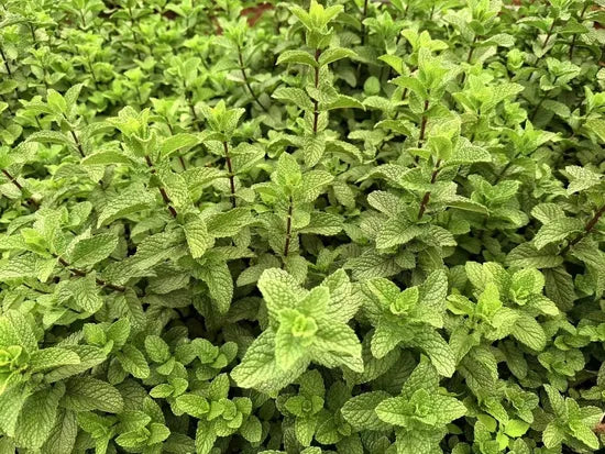 Low Maintenance Mint For Sowing heirloom non-gmo organic garden seeds