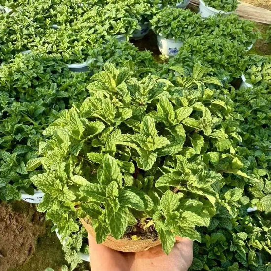 Low Maintenance Mint For Sowing – Heirloom, Non-GMO, High Germination Organic Garden Seeds